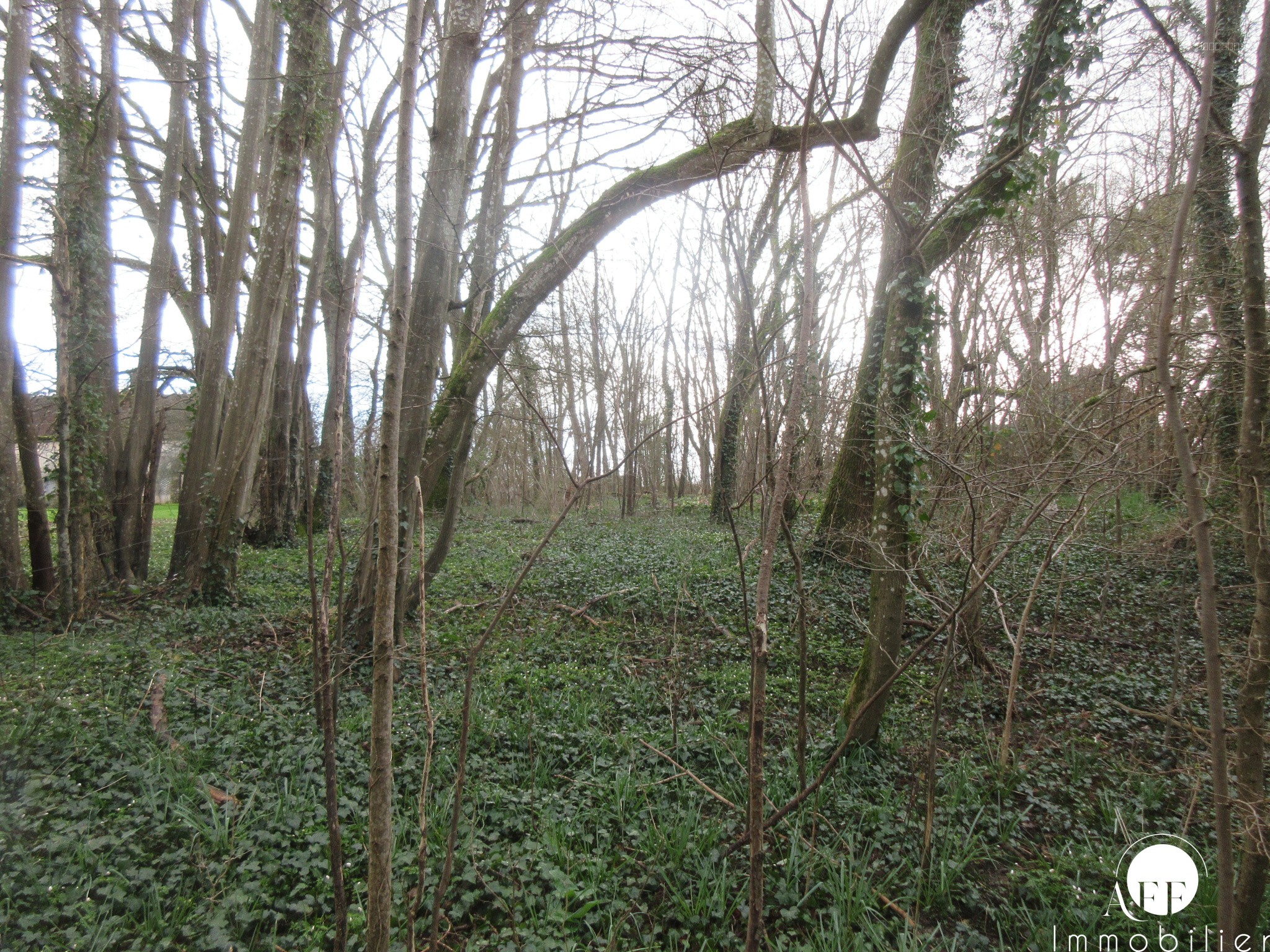 Terrain à Bâtir de 3102 m2 - Saint-Siméon — photo 3