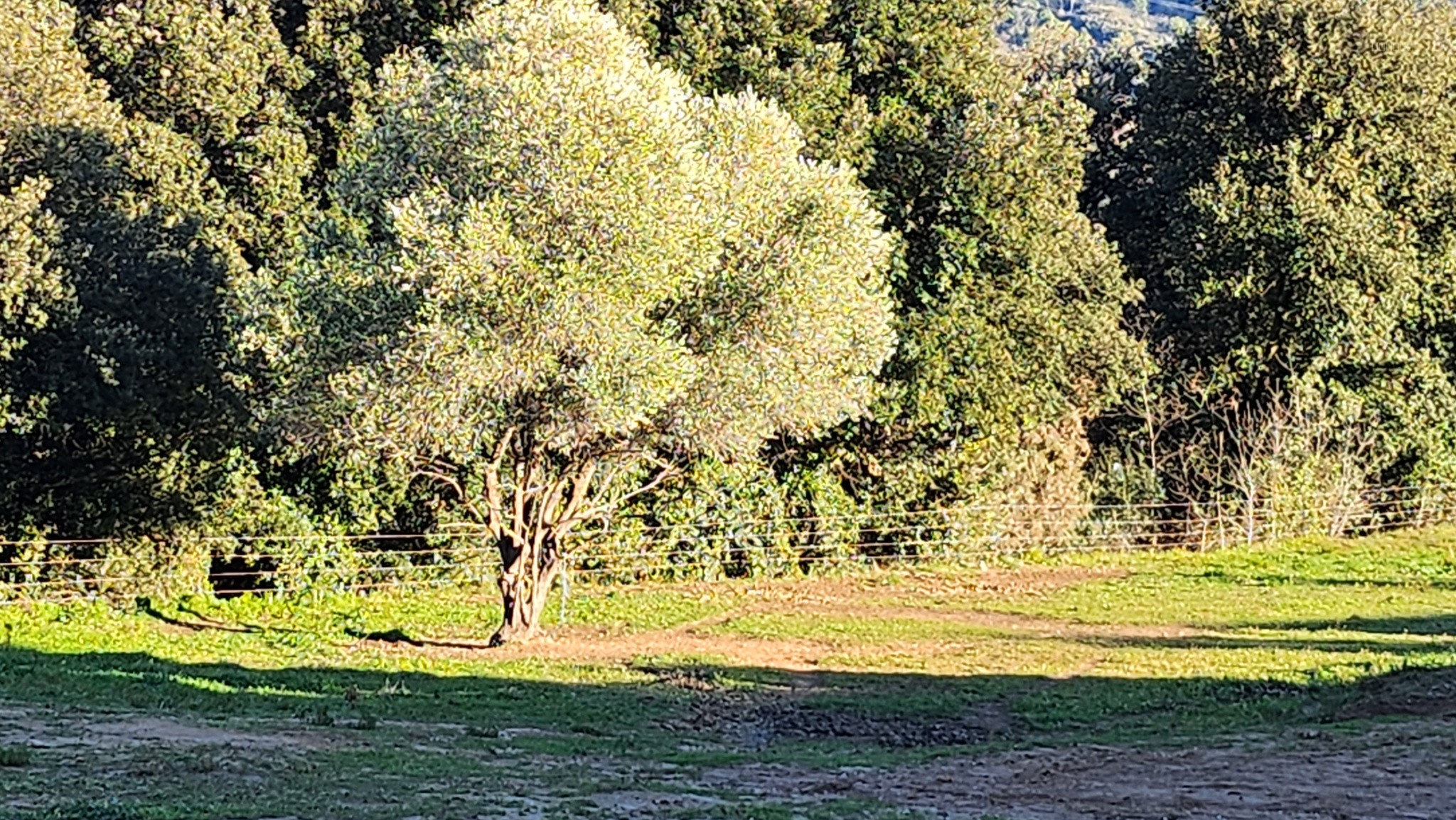 CARROS LES PLANS RESIDENTIEL: JOLI TERRAIN A BATIR DE 800m2 ENVIRON, VUE DEGAGEE SUR LES COLLINES , EXPOSE SUD — photo 5