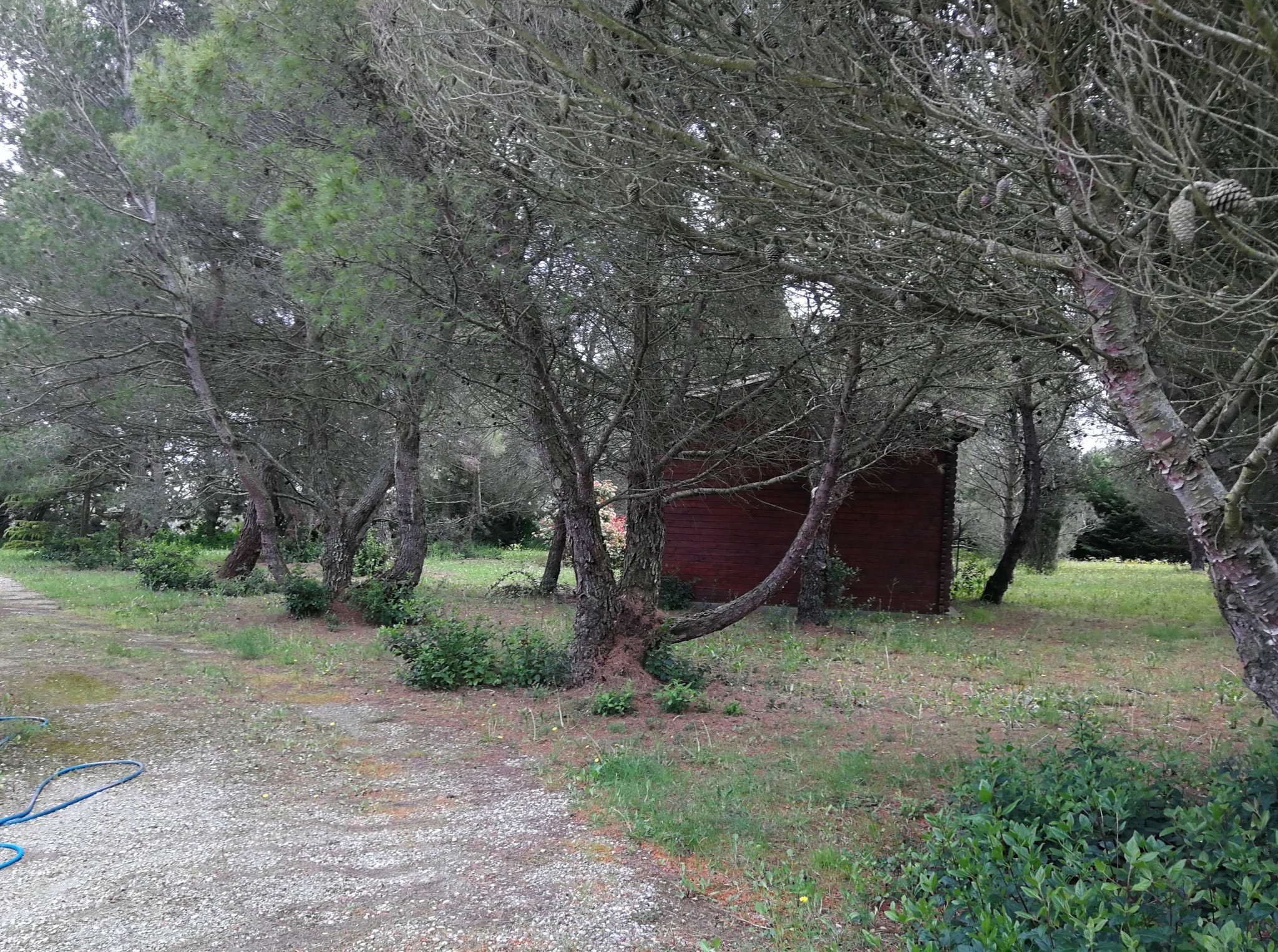Bien à vendre à Badens : cabane en bois brun entourée de grands arbres et végétation