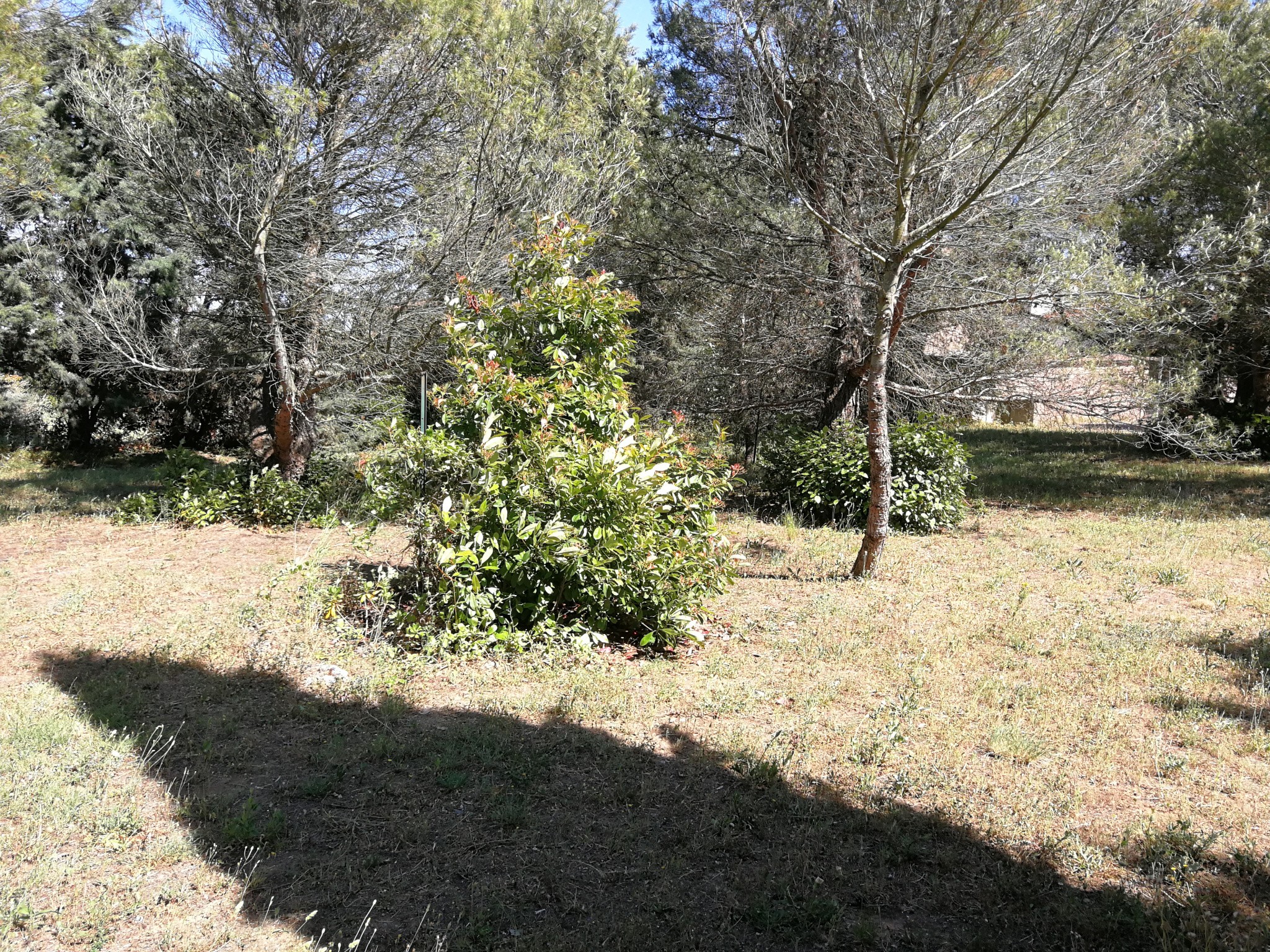 Bien à vendre à Badens : jardin avec de la pelouse sèche et des arbustes verts