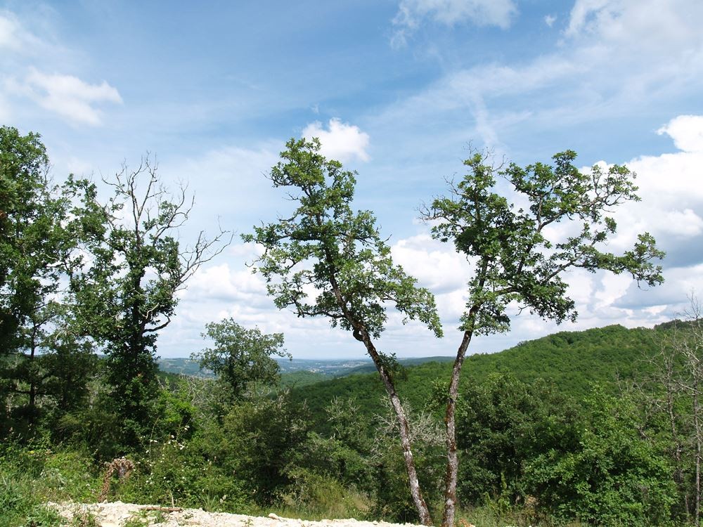 PROPRIÉTÉ TOURISTIQUE à LOUPIAC 46 — photo 12