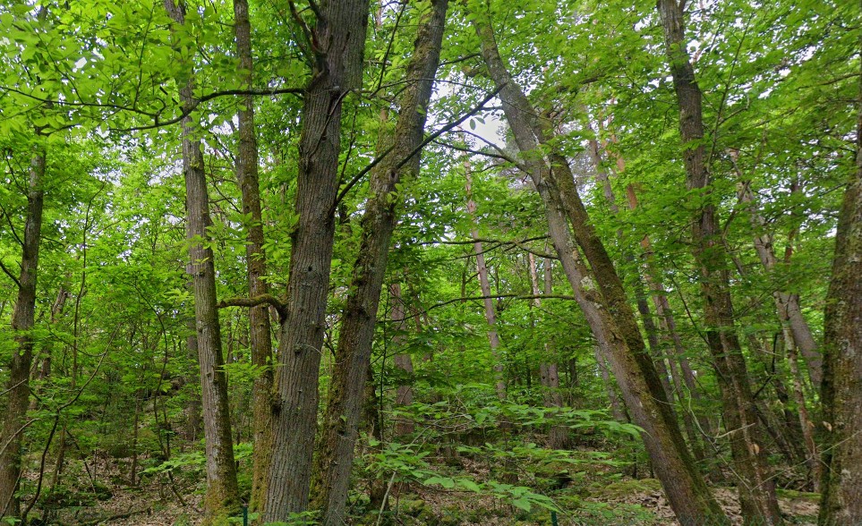 Terrain à vendre à Noisy sur ecole, 39 151 m² – photo 2 sur 2