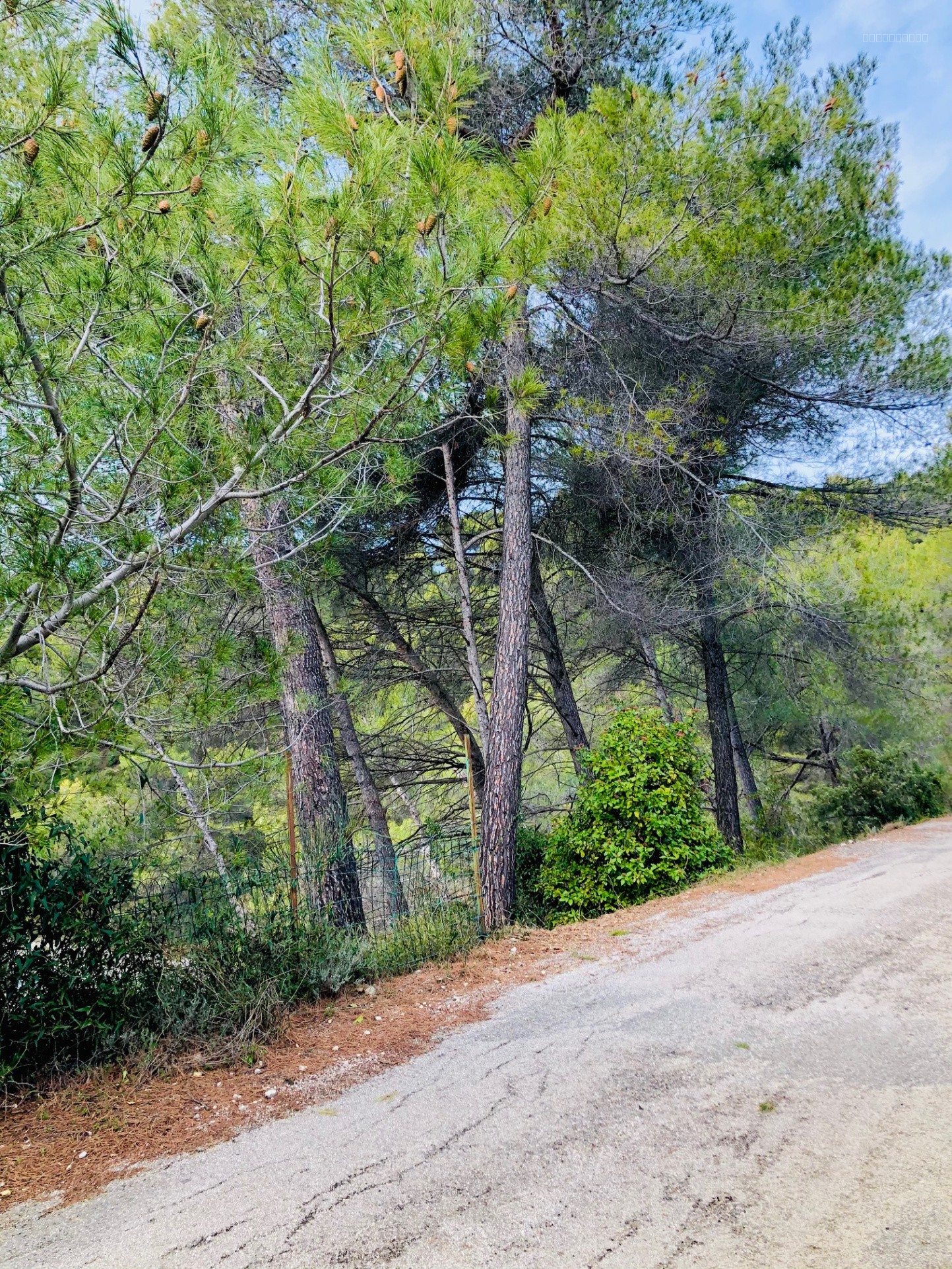 TOURRETTE LEVENS, TERRAIN CONSTRUCTIBLE DE 2378M2 EXPO OUEST ACCES DIRECT — photo 5