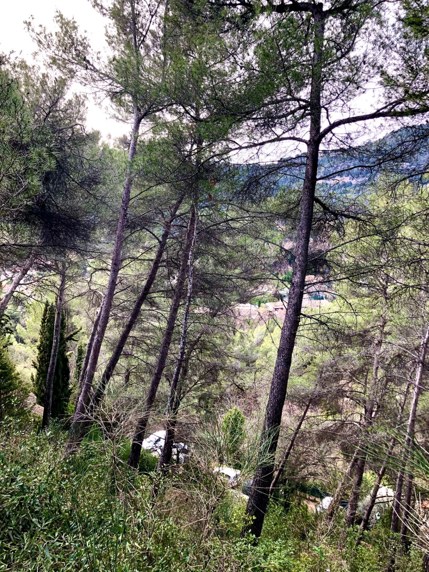 TOURRETTE LEVENS, TERRAIN CONSTRUCTIBLE DE 2378M2 EXPO OUEST ACCES DIRECT — photo 9