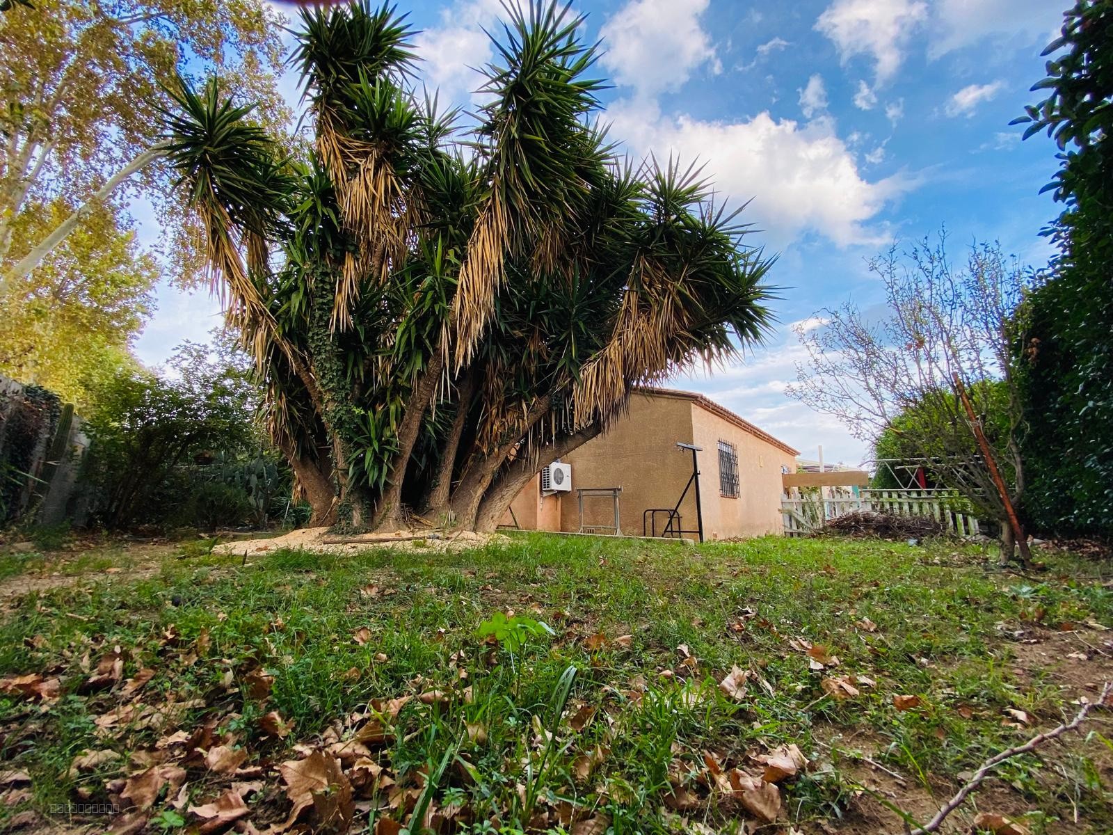 Bien à vendre à Elne : grand yucca devant une maison avec un jardin herbeux