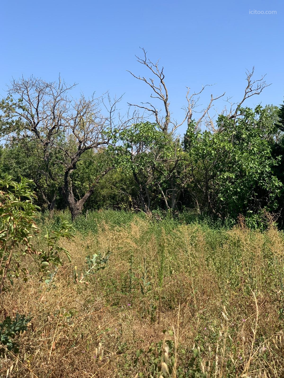 Terrain à vendre à Castelnaudary : zone de végétation sauvage avec des arbres sans feuilles
