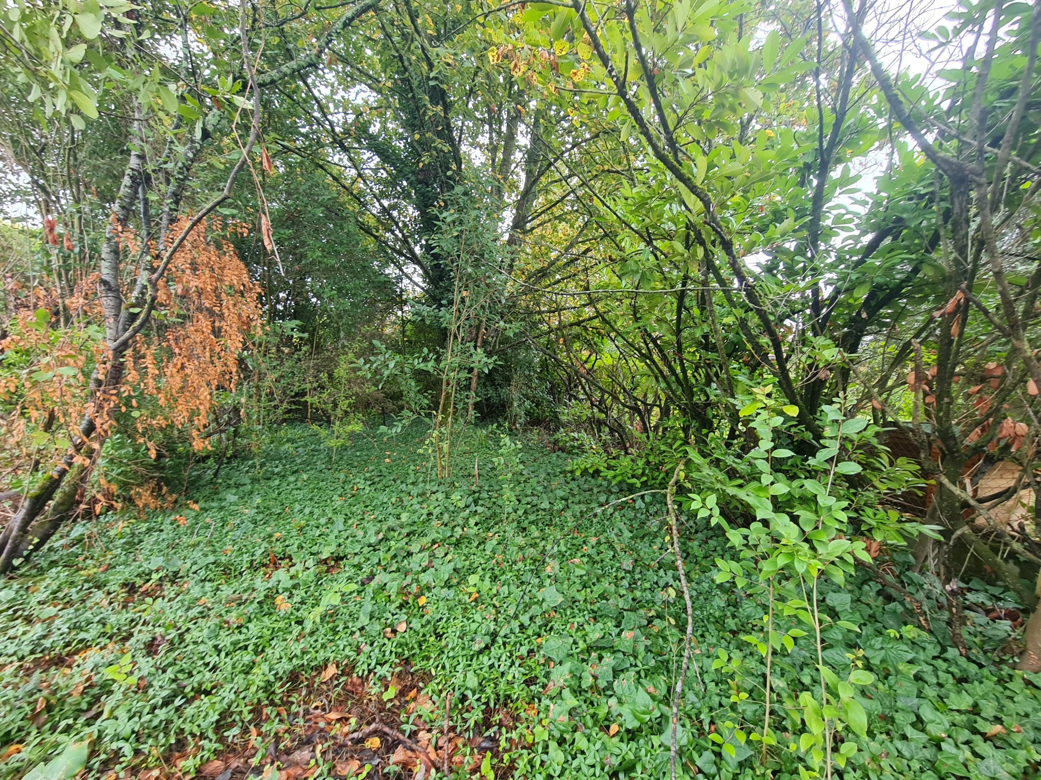 Un terrain constructible de 1487m2 — photo 13
