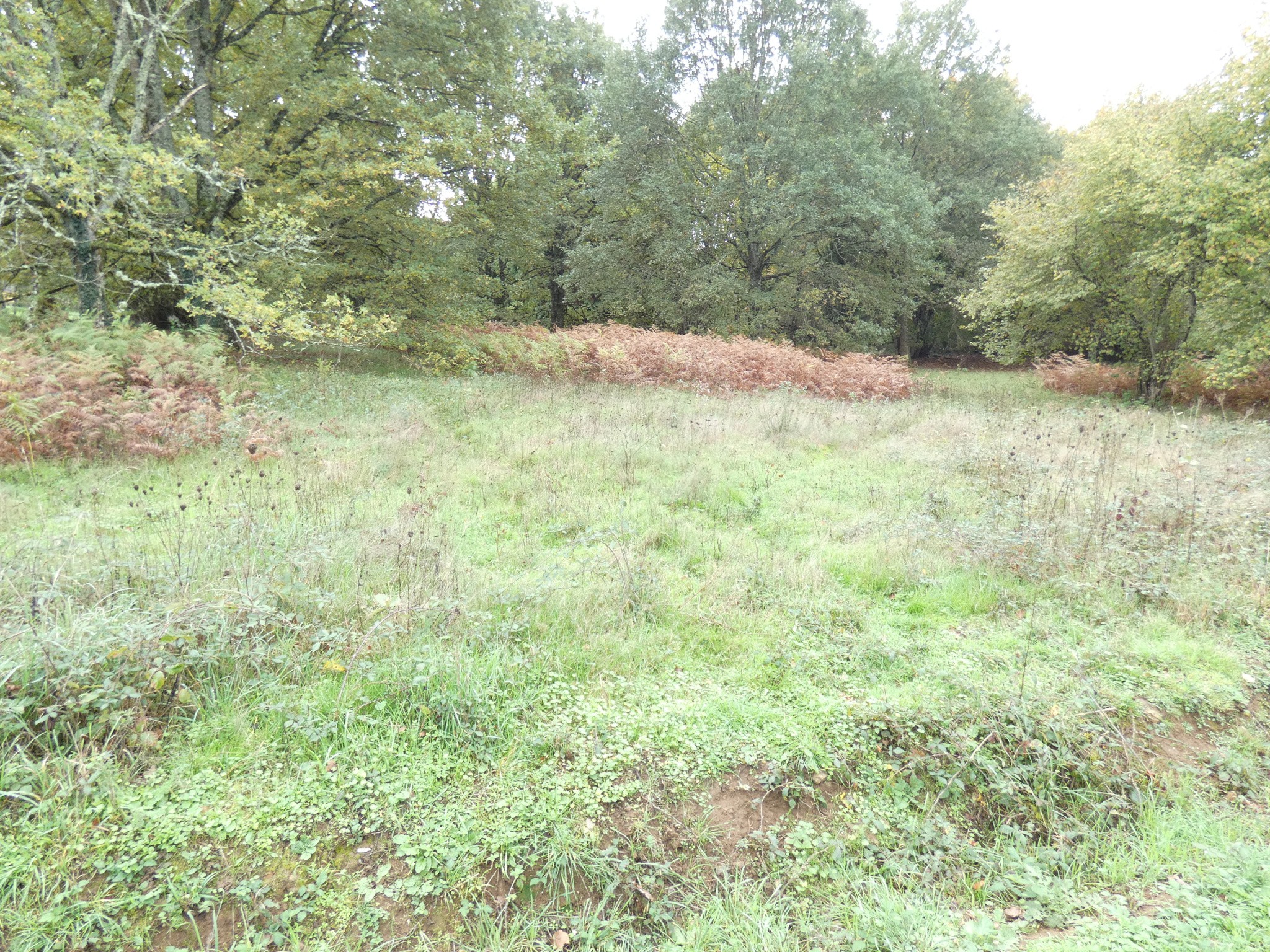 Bien immobilier à vendre à Panazol, 3 207 m² – photo 1 sur 4