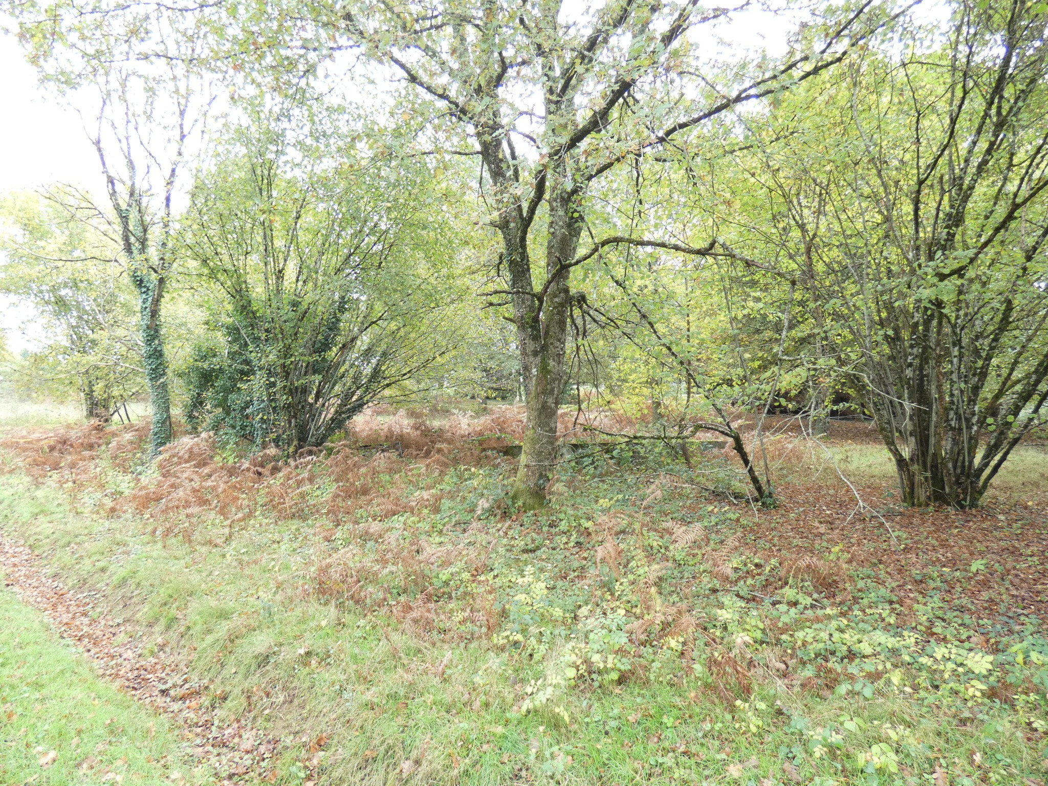 Bien immobilier à vendre à Panazol, 6 411 m² – photo 2 sur 6