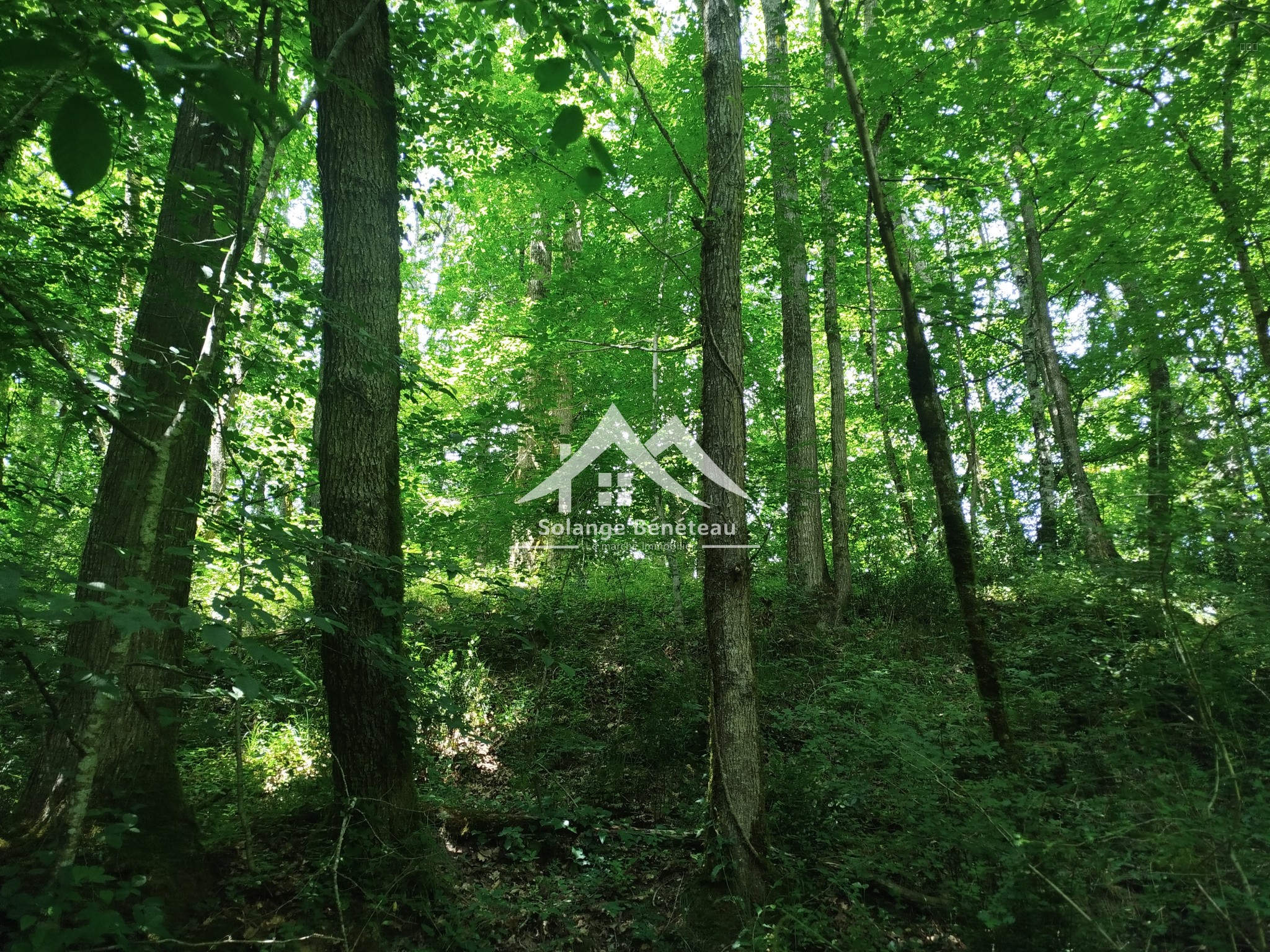 Terrain à vendre à Ste marthe, 10 307 m² – photo 3 sur 5