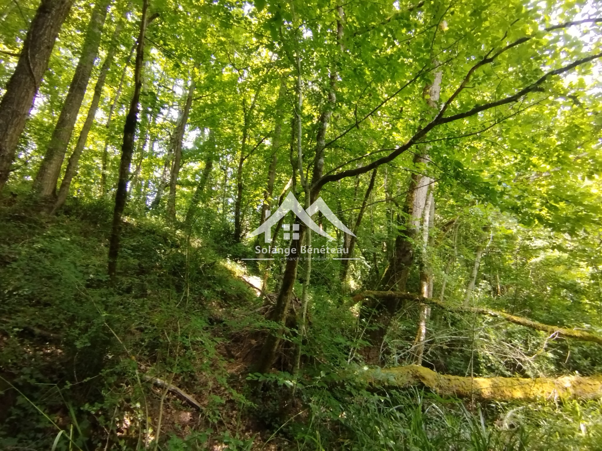 Terrain à vendre à Ste marthe, 10 307 m² – photo 2 sur 5