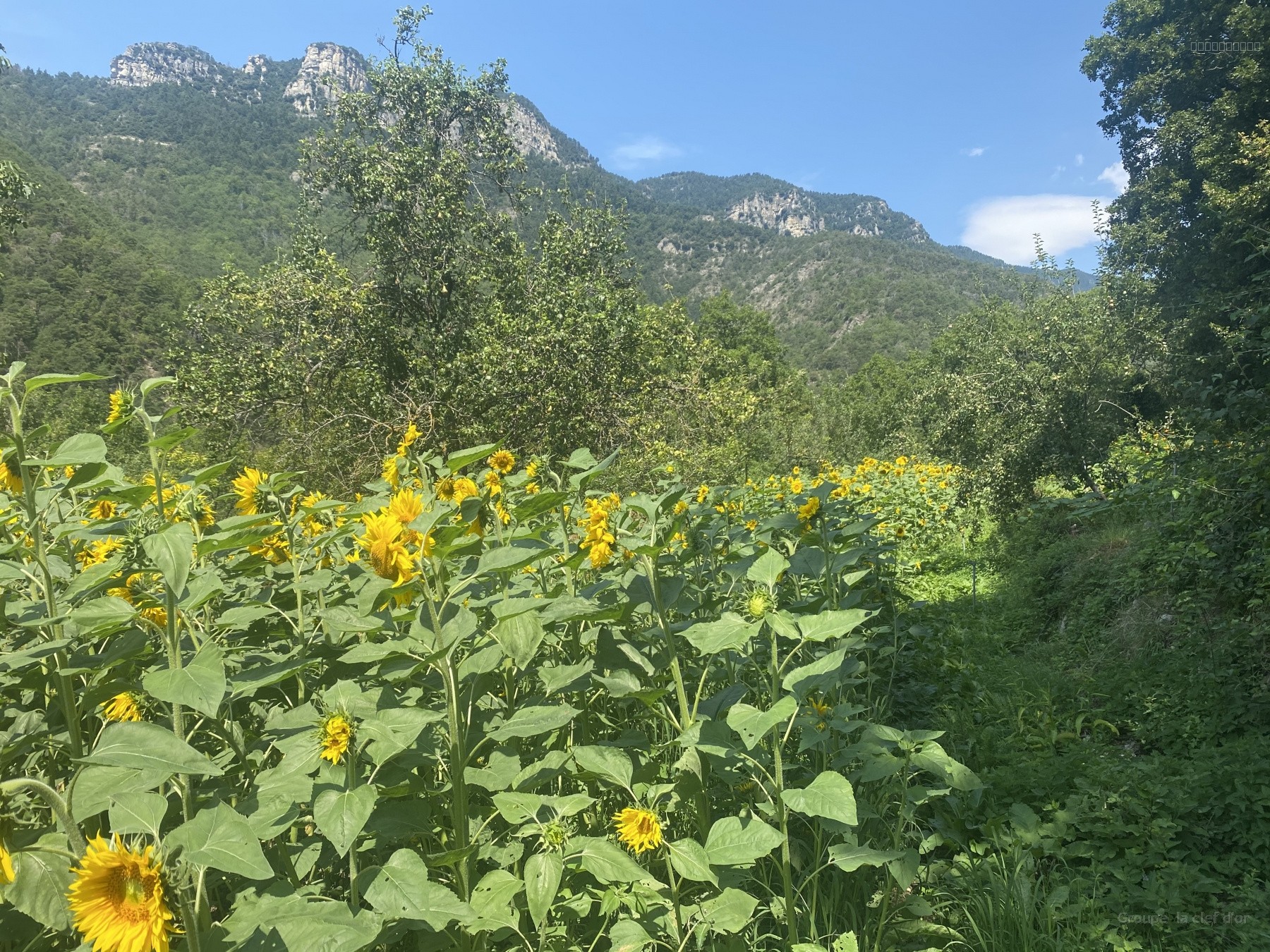 Bien immobilier à vendre à Plan du var, 93 m² – photo 3 sur 8