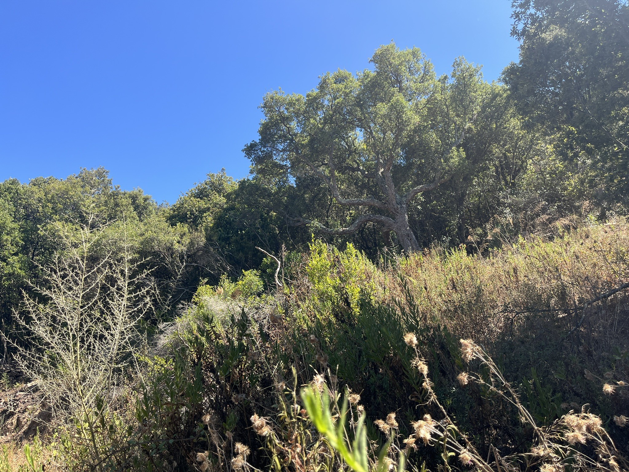 Terrain à vendre à Figari, 8 400 m² – photo 3 sur 7